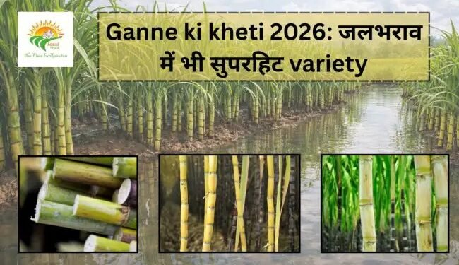Ganne ki kheti 2026: जलभराव में भी सुपरहिट variety