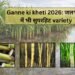 Ganne ki kheti 2026: जलभराव में भी सुपरहिट variety