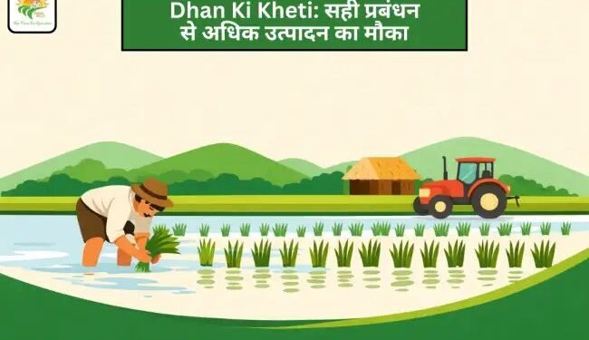 Dhan Ki Kheti: सही प्रबंधन से अधिक उत्पादन का मौका
