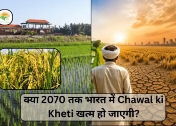 क्या 2070 तक भारत में Chawal ki Kheti खत्म हो जाएगी?