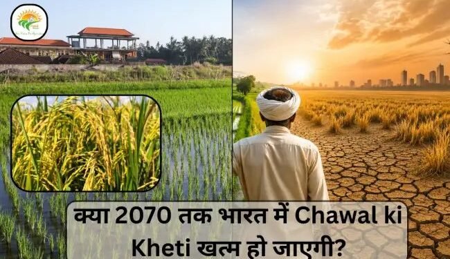 क्या 2070 तक भारत में Chawal ki Kheti खत्म हो जाएगी?