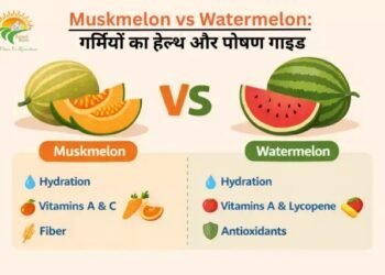Muskmelon vs Watermelon: गर्मियों का हेल्थ और पोषण गाइड