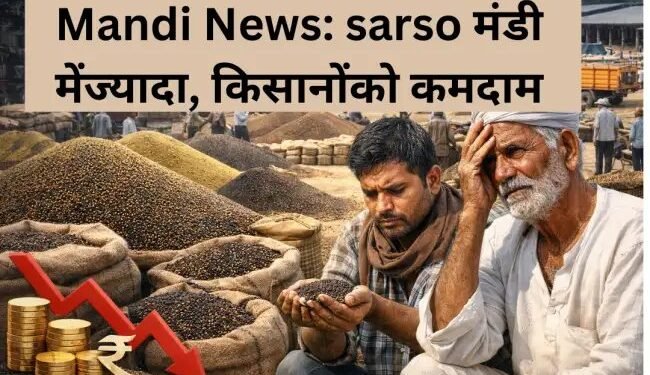 Mandi News: sarso मंडी में ज्यादा, किसानों को कम दाम