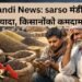 Mandi News: sarso मंडी में ज्यादा, किसानों को कम दाम