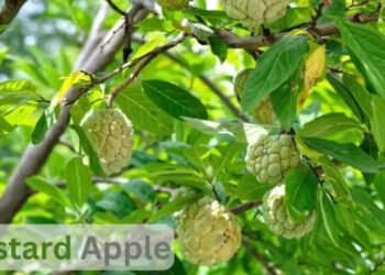 Custard Apple कम मेहनत में ज्यादा मुनाफे की खेती
