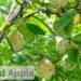 Custard Apple कम मेहनत में ज्यादा मुनाफे की खेती