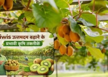 Kiwis उत्पादन बढ़ाने के प्रभावी कृषि तकनीक