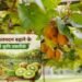 Kiwis उत्पादन बढ़ाने के प्रभावी कृषि तकनीक