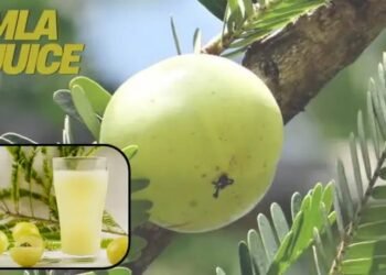 Amla Juice सेहत, सुंदरता और शक्ति का संगम