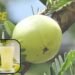 Amla Juice सेहत, सुंदरता और शक्ति का संगम