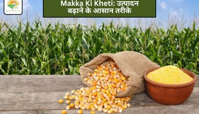 Makka Ki Kheti: उत्पादन बढ़ाने के आसान तरीके