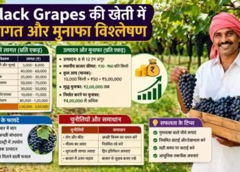 Black Grapes की खेती में लागत और मुनाफा विश्लेषण
