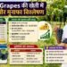 Black Grapes की खेती में लागत और मुनाफा विश्लेषण
