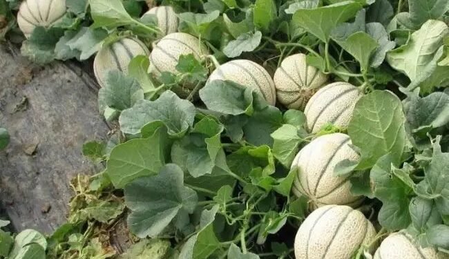 खरबूजा की खेती: किसानों के लिए लाभदायक फसल