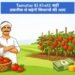 Tamatar Ki Kheti: सही तकनीक से बढ़ेगी किसानों की आय