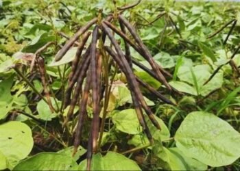 मूंग की खेती: कम लागत में ज्यादा मुनाफा देने वाली फसल, किसान अपनाएं ये टिप्स