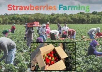 Strawberries Farming लाभदायक खेती का इतिहास, तकनीक और सरकारी सहायता