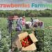 Strawberries Farming लाभदायक खेती का इतिहास, तकनीक और सरकारी सहायता