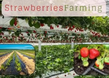 Strawberries Farming की उन्नत तकनीकें ड्रिप इरिगेशन से हाई प्रोडक्शन तक
