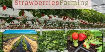 Strawberries Farming की उन्नत तकनीकें ड्रिप इरिगेशन से हाई प्रोडक्शन तक