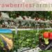 Strawberries Farming की उन्नत तकनीकें ड्रिप इरिगेशन से हाई प्रोडक्शन तक
