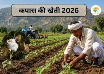 Kapas Ki Kheti 2026: Alwar में बुवाई शुरू, ज्यादा उत्पादन के लिए पूरी गाइड
