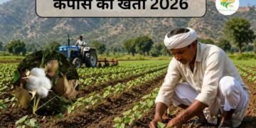 Kapas Ki Kheti 2026: Alwar में बुवाई शुरू, ज्यादा उत्पादन के लिए पूरी गाइड