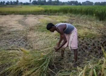 सूखे में भी सोना उगा रहे किसान! नई तकनीकों से प्रति एकड़ ₹6000 तक बढ़ी आय—कृषि मंत्री का दावा