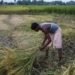 सूखे में भी सोना उगा रहे किसान! नई तकनीकों से प्रति एकड़ ₹6000 तक बढ़ी आय—कृषि मंत्री का दावा