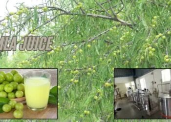 Amla juice इतिहास, आंवला खेती की उन्नत तकनीक और सरकारी योजनाएं पूरी जानकारी