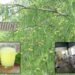Amla juice इतिहास, आंवला खेती की उन्नत तकनीक और सरकारी योजनाएं पूरी जानकारी