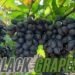Black Grapes की खेती कम जगह में ज्यादा कमाई का तरीका