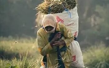 बिहार के 22 जिलों में किसानों की ट्रेनिंग ठप, कृषि विभाग ने विश्वविद्यालय से करोड़ों रुपये की राशि वापस मांगी