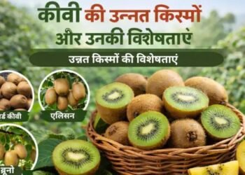कीवी (Kiwis) की उन्नत किस्में और उनकी विशेषताएं