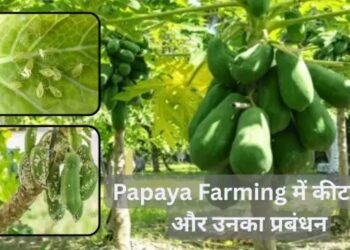 Papaya Farming में कीट माहू (Aphids) और रोग प्रबंधन की पूरी जानकारी