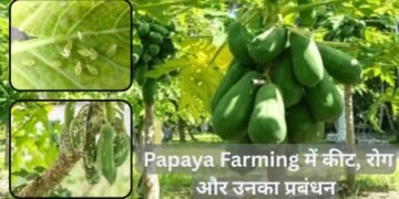 Papaya Farming में कीट माहू (Aphids) और रोग प्रबंधन की पूरी जानकारी
