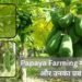 Papaya Farming में कीट माहू (Aphids) और रोग प्रबंधन की पूरी जानकारी