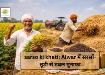 sarso ki kheti: Alwar में सरसों-तूड़ी से डबल मुनाफा