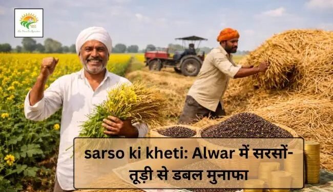 sarso ki kheti: Alwar में सरसों-तूड़ी से डबल मुनाफा