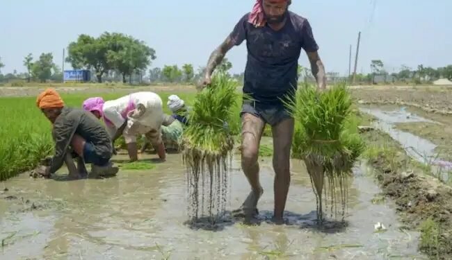 गुजरात में बेमौसम बारिश का कहर: आंधी-तूफान और ओलावृष्टि से फसलें तबाह, किसानों पर संकट गहराया