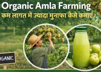 Organic Amla Farming कम लागत में ज्यादा मुनाफा कैसे कमाएं