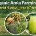 Organic Amla Farming कम लागत में ज्यादा मुनाफा कैसे कमाएं