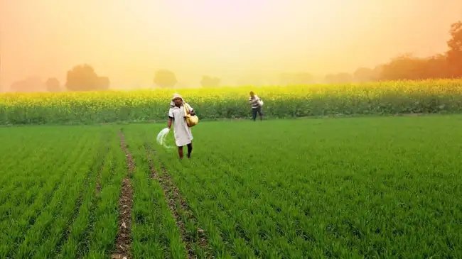 मिडिल ईस्ट जंग का असर: भारत को महंगा पड़ा यूरिया, रिकॉर्ड इंपोर्ट में दोगुनी कीमत चुकाने की नौबत