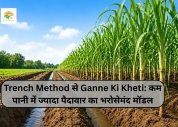 Trench Method से Ganne Ki Kheti: कम पानी में ज्यादा पैदावार का भरोसेमंद मॉडल