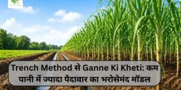 Trench Method से Ganne Ki Kheti: कम पानी में ज्यादा पैदावार का भरोसेमंद मॉडल