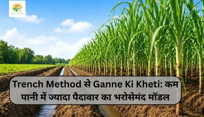 Trench Method से Ganne Ki Kheti: कम पानी में ज्यादा पैदावार का भरोसेमंद मॉडल
