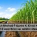 Trench Method से Ganne Ki Kheti: कम पानी में ज्यादा पैदावार का भरोसेमंद मॉडल