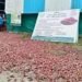 बेमौसम बारिश ने बिगाड़ी ‘प्याज की थाली’, नासिक में 4,500 हेक्टेयर फसल तबाह, उत्पादन घटने के आसार