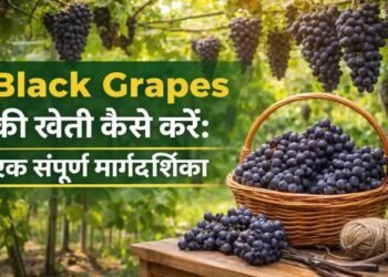 Black Grapes की खेती कैसे करें एक सफल और लाभदायक गाइड (2026 में किसान कैसे बढ़ाएं मुनाफा)