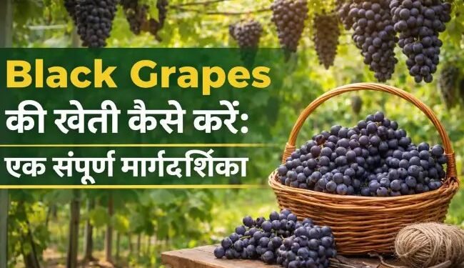 Black Grapes की खेती कैसे करें एक सफल और लाभदायक गाइड (2026 में किसान कैसे बढ़ाएं मुनाफा)